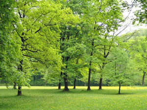 Location et vente de nécessaire d'entretien d'espaces verts à Moissac